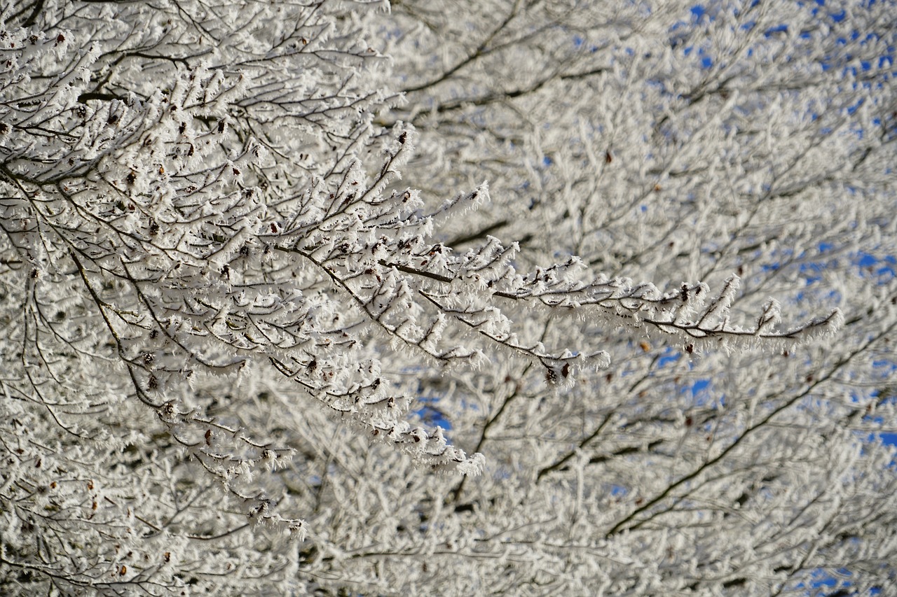 Image - aesthetic branches hoarfrost winter