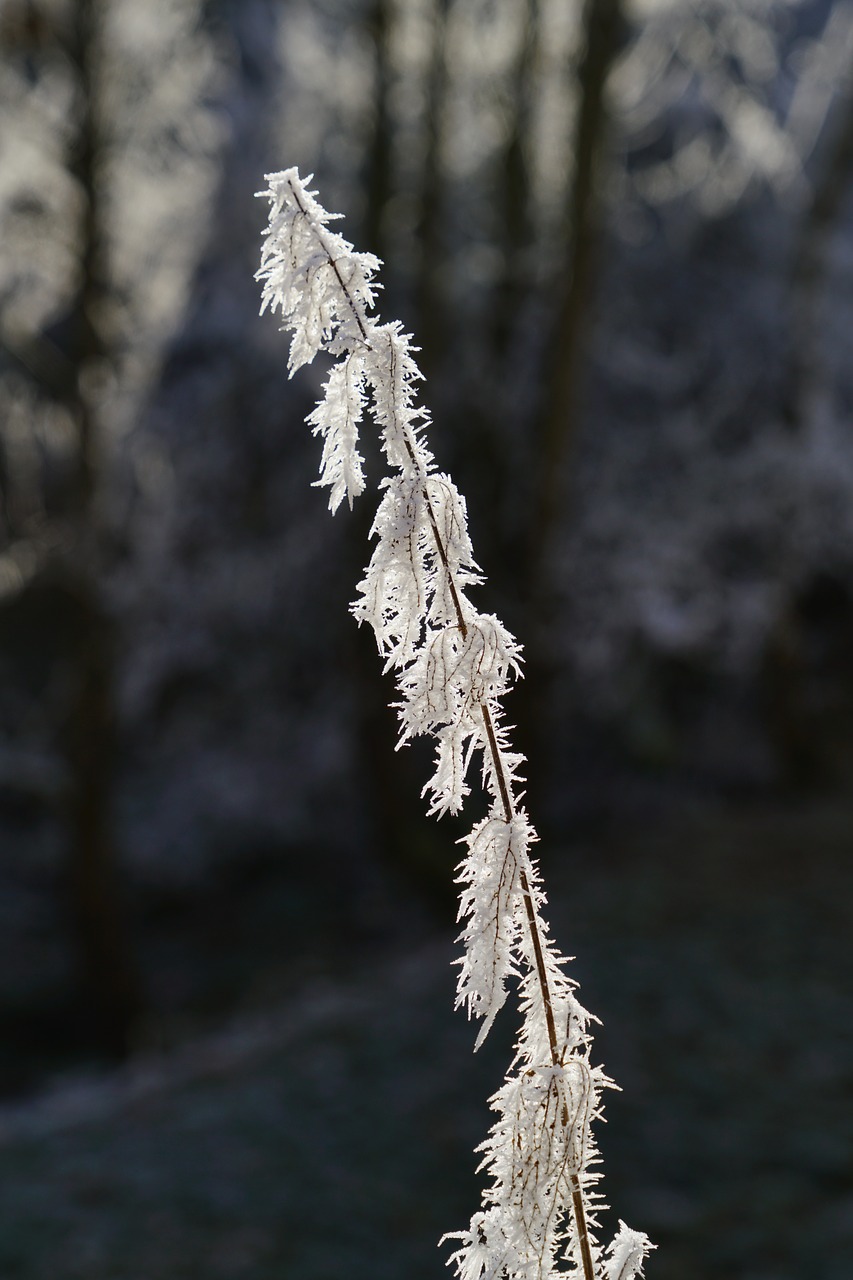 Image - stinging nettle hoarfrost ripe