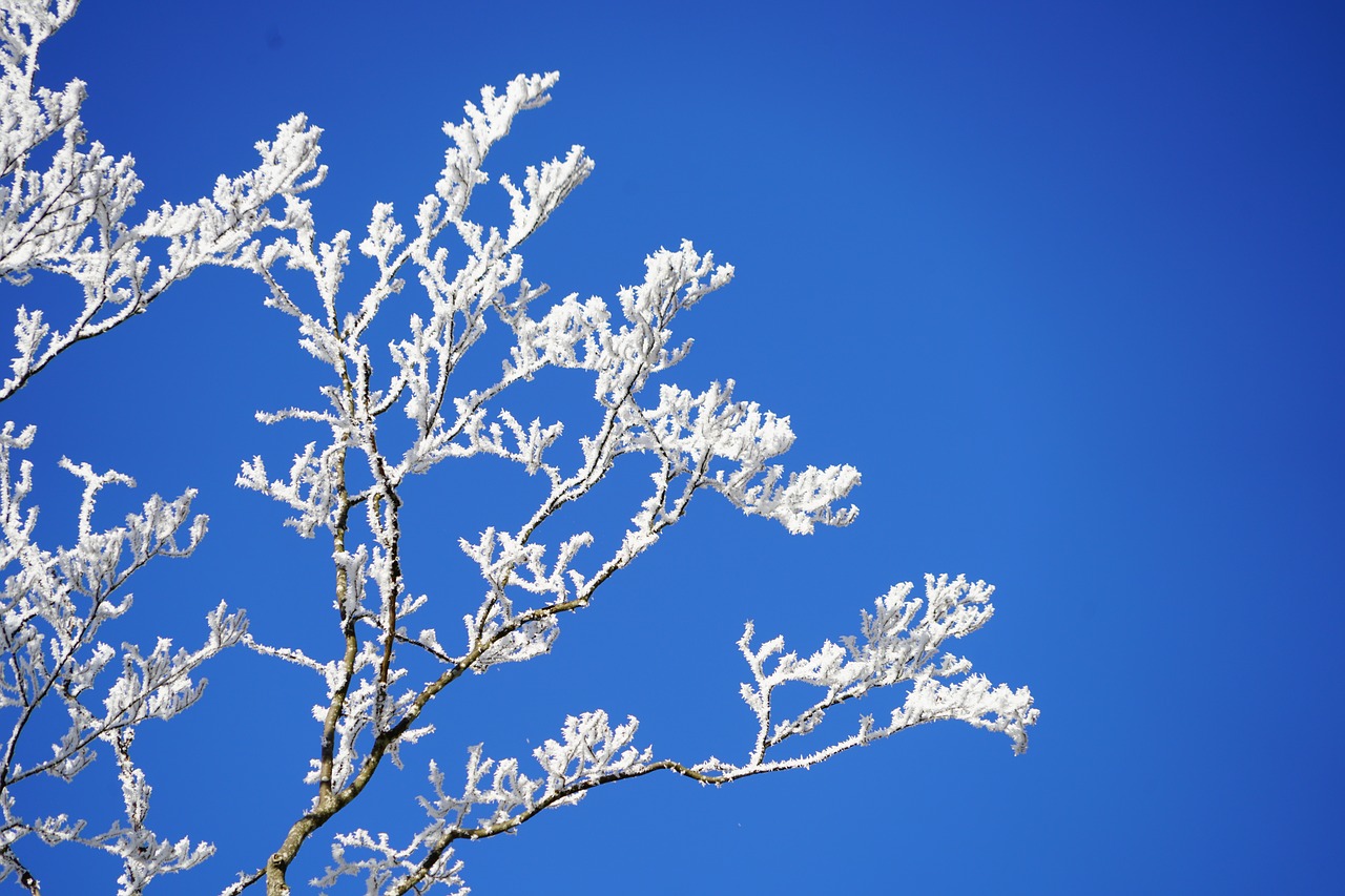 Image - aesthetic branches hoarfrost winter