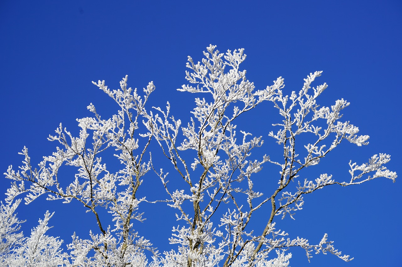 Image - hoarfrost aesthetic winter iced