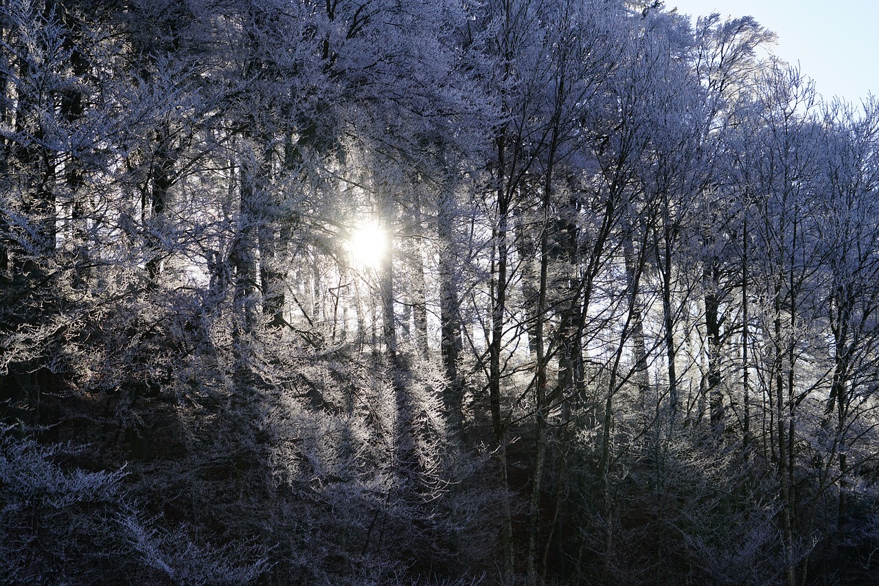 Image - forest sunny hoarfrost sun