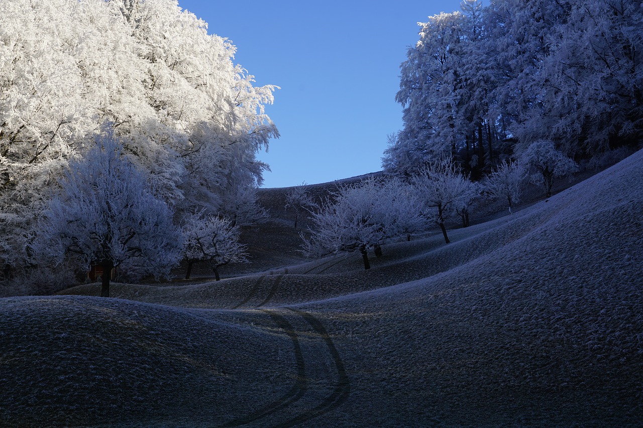 Image - trees hoarfrost wintry hills
