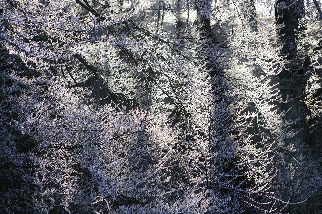 Image - hoarfrost forest aesthetic branches