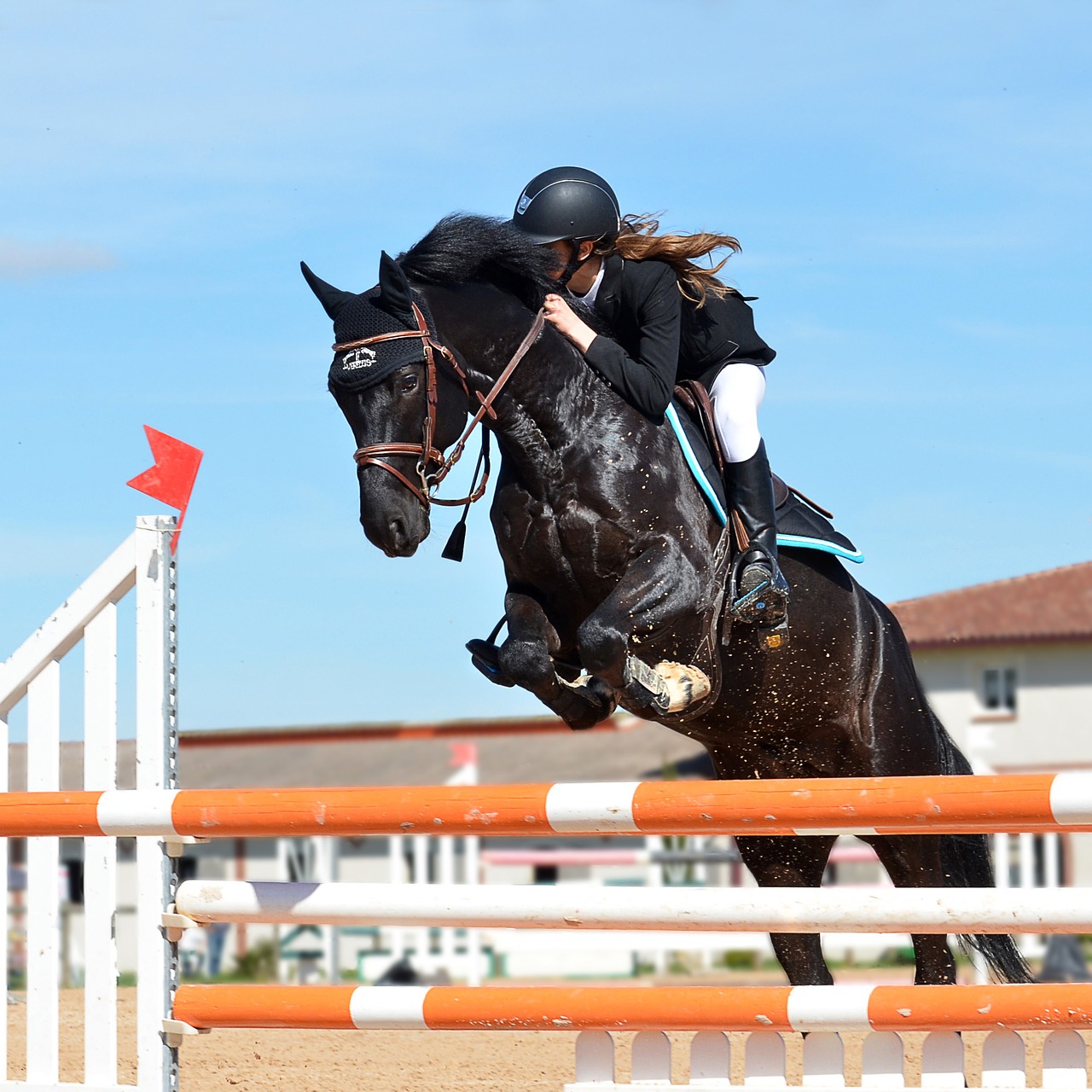 Image - horseback riding horse