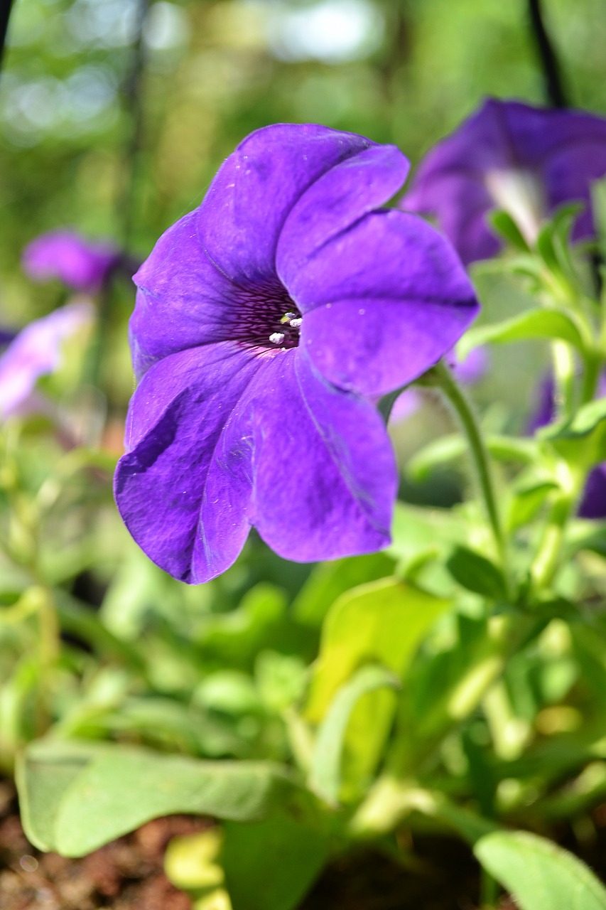 Image - flowers flower purpleflower plant