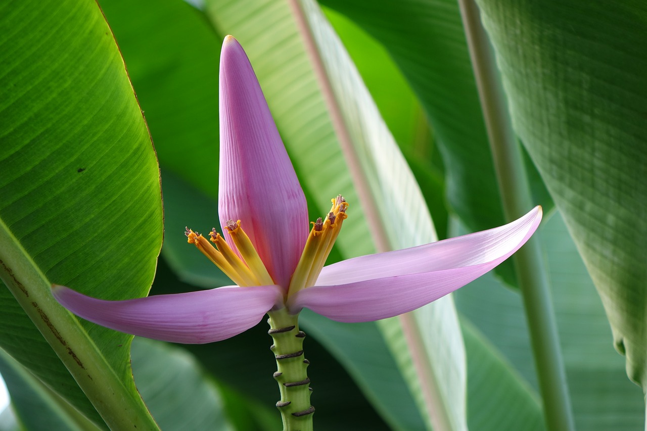 Image - purple bud banana 蓮 flower banana