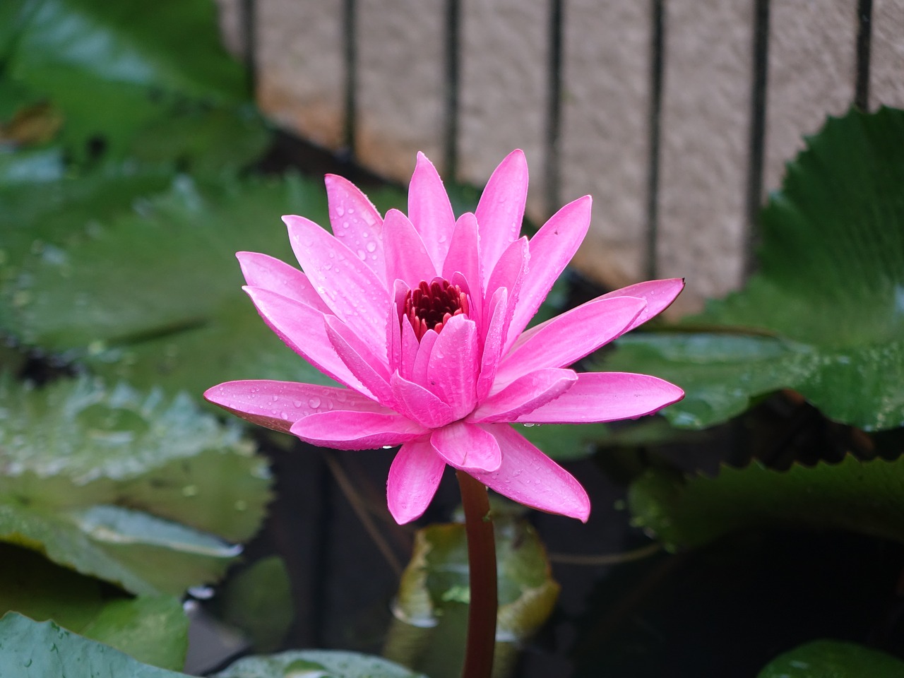 Image - lotus early in the morning dew pink