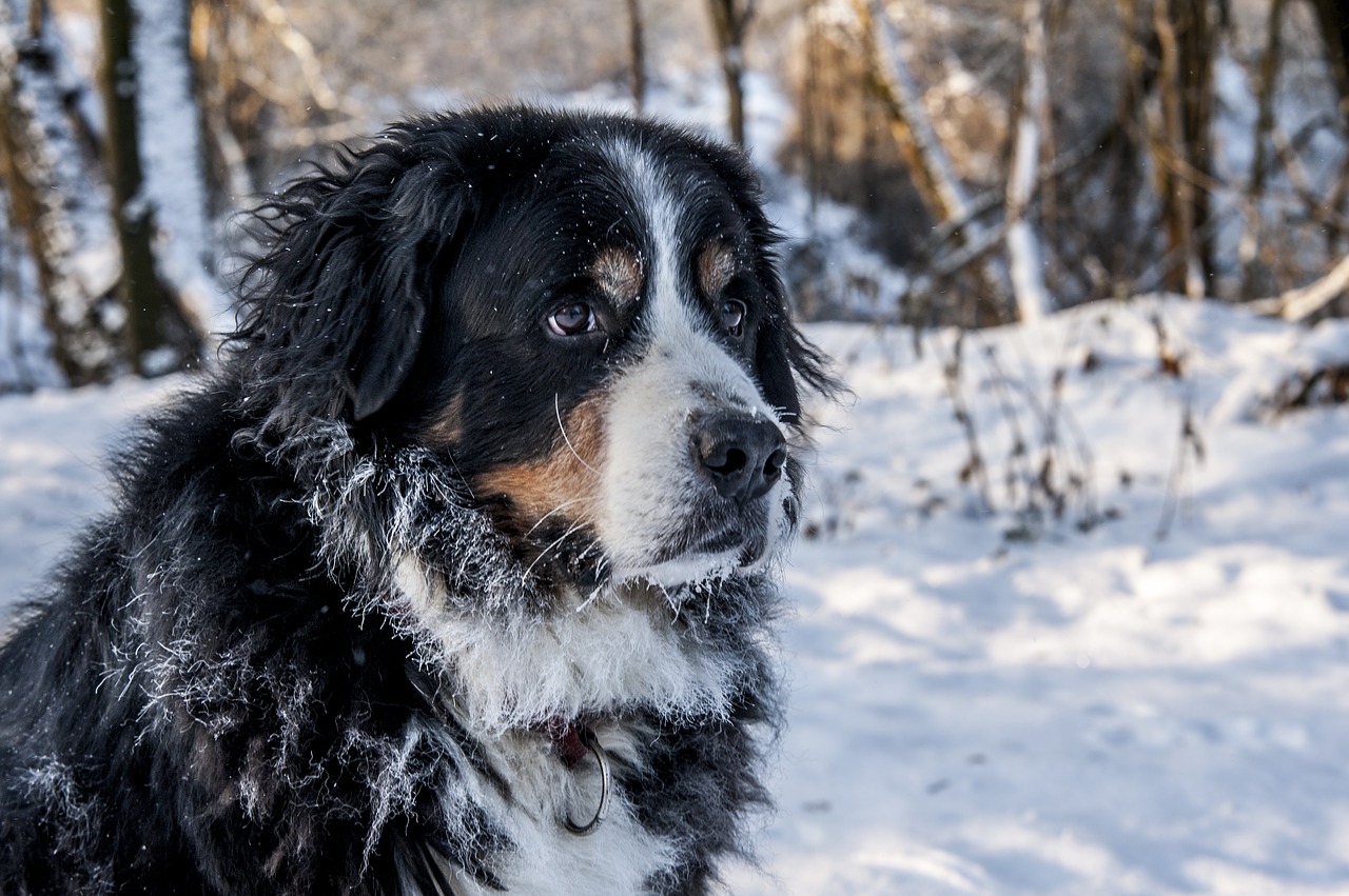 Image - bernese mountain dog berner sennen