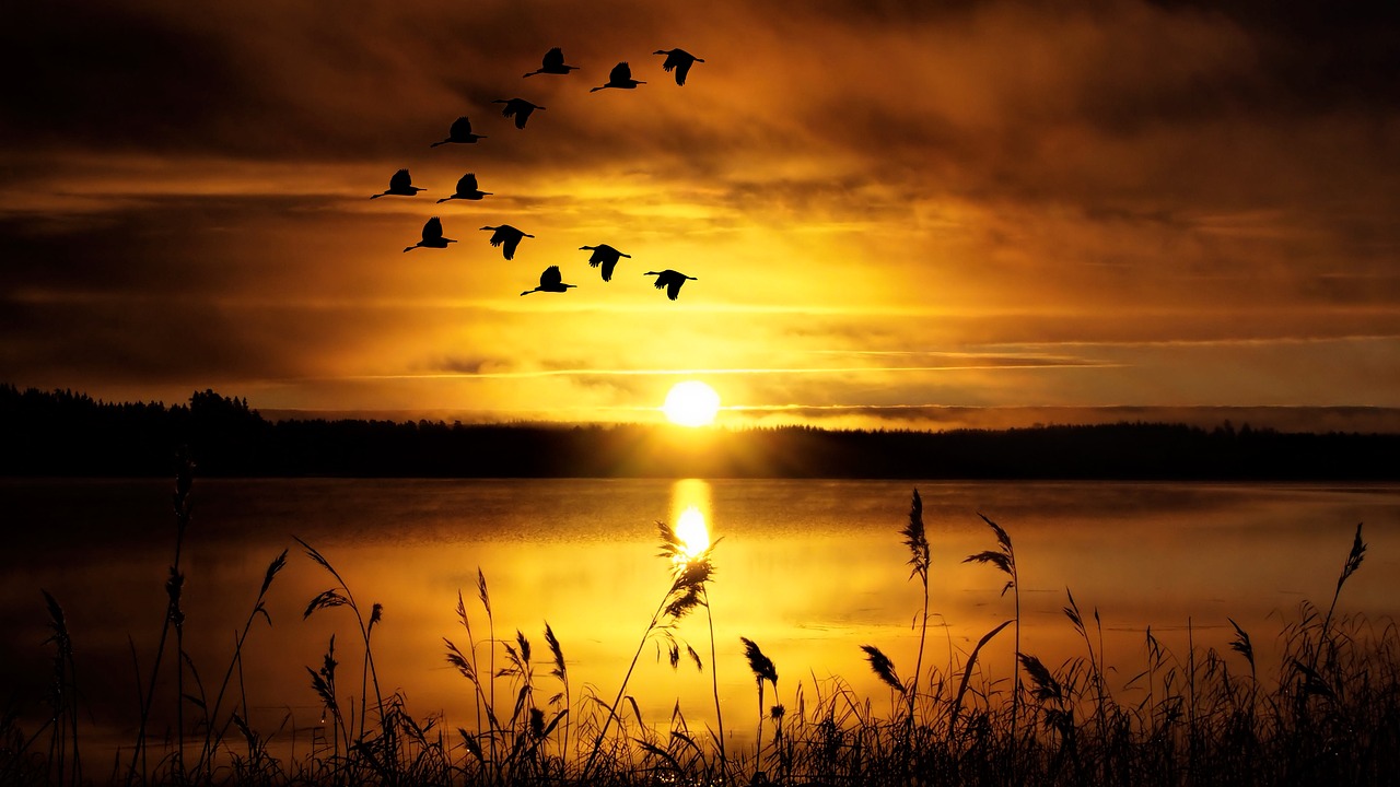 Image - sunset sky lake slihouette birds