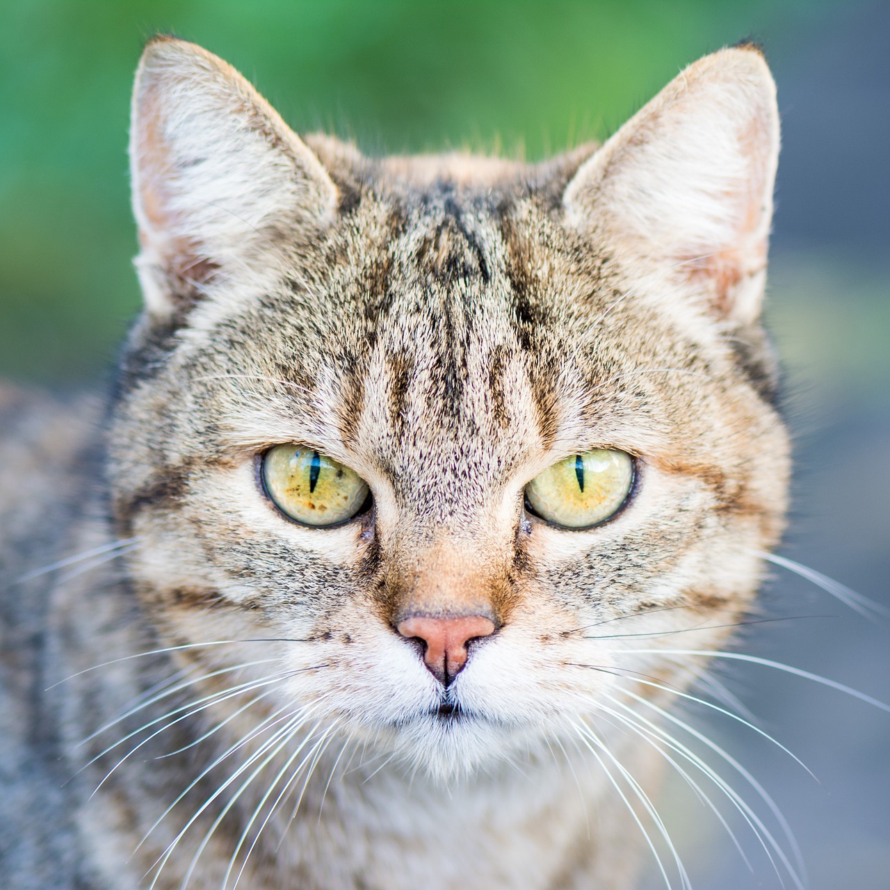 Image - nature animal cat eyes head view