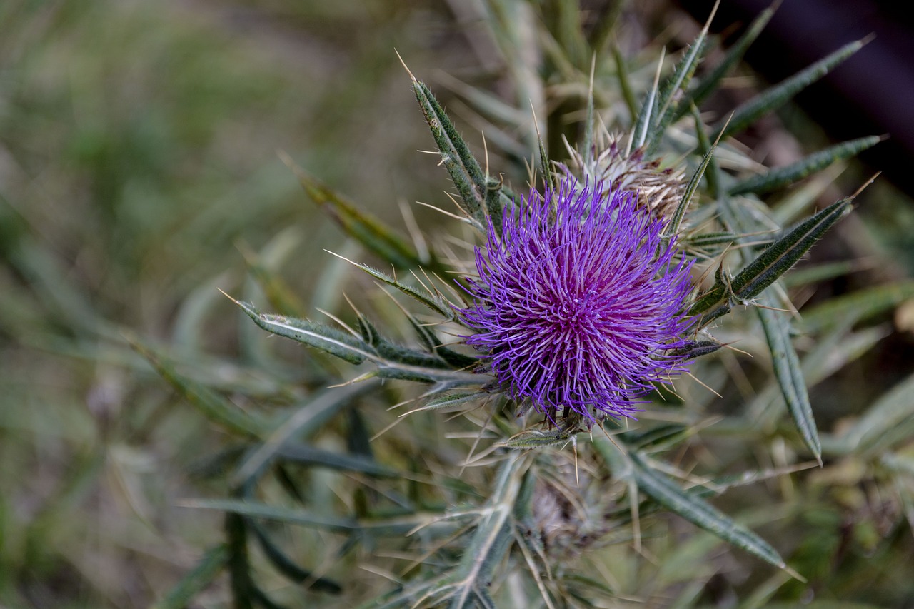 Image - thistle nature prickle purple