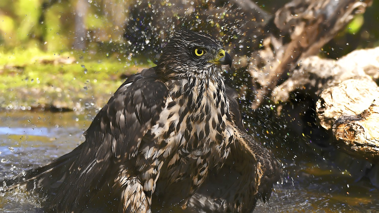 Image - birds astor bathing