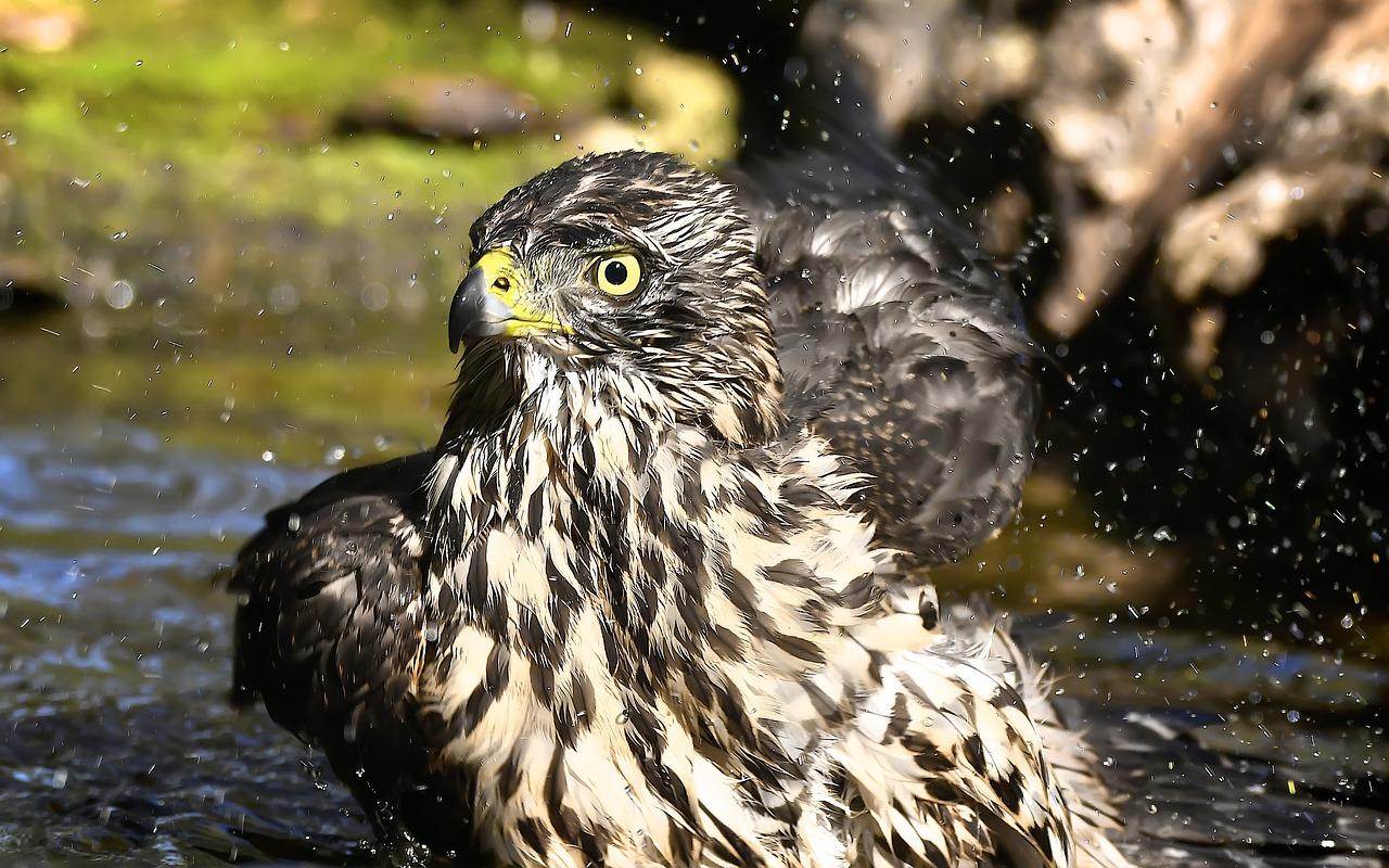 Image - birds astor bathing