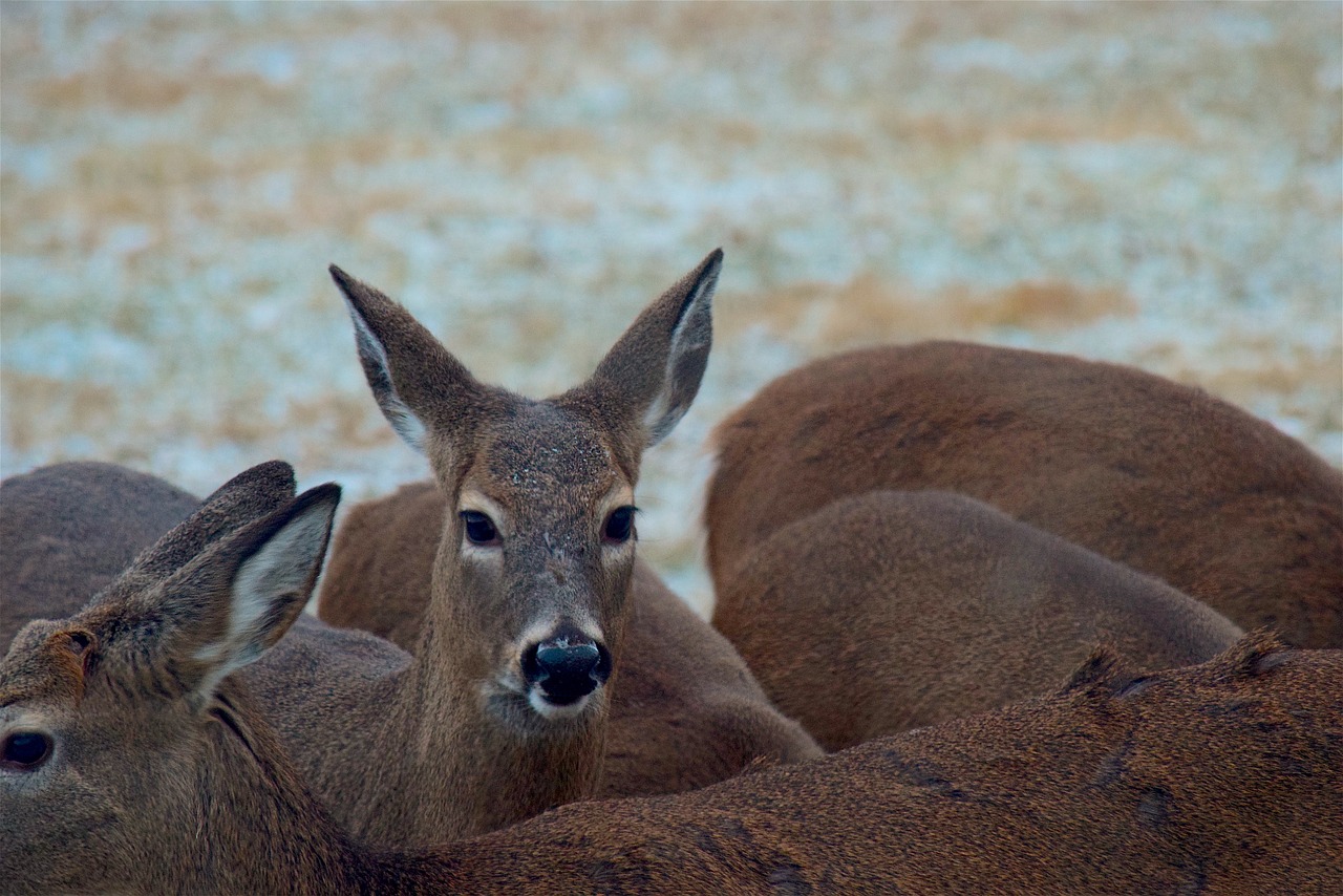 Image - deer herd outdoor nature wildlife