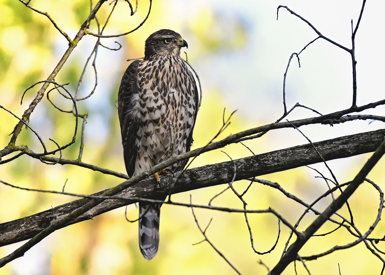 Image - birds astor in guard