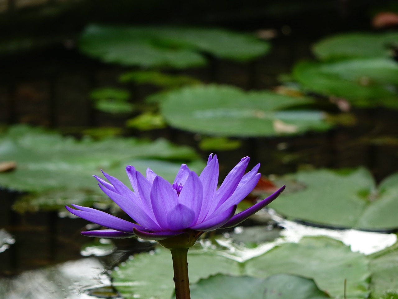 Image - 蓮 perfume flowers lotus xiang qi