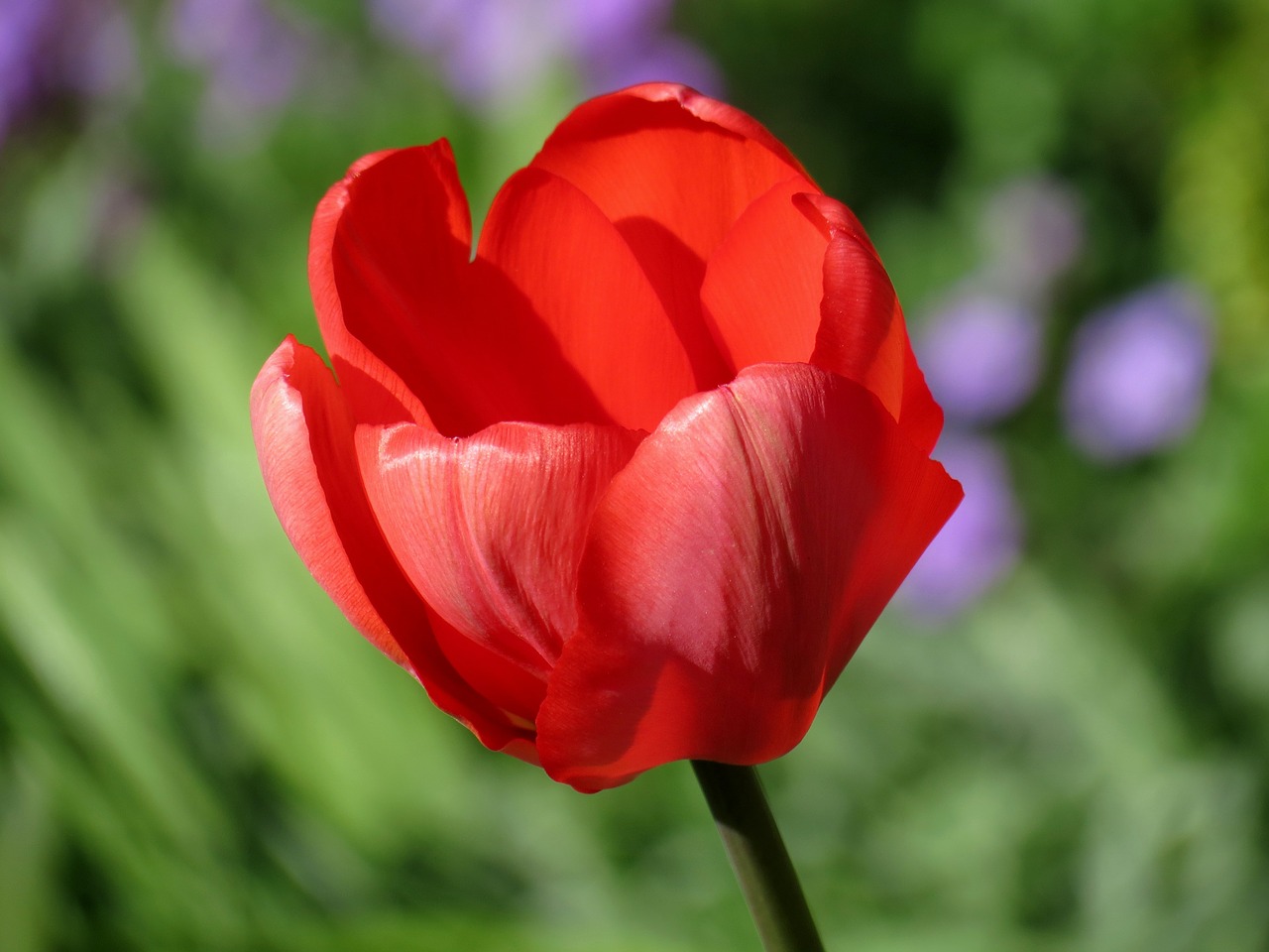 Image - tulip red blossom bloom