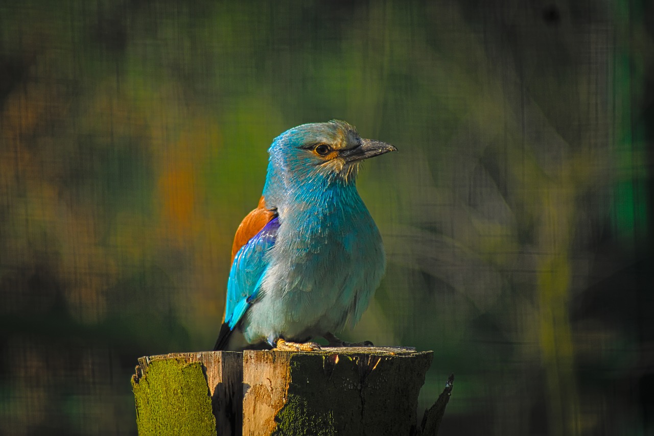 Image - bird nature park wild bokeh