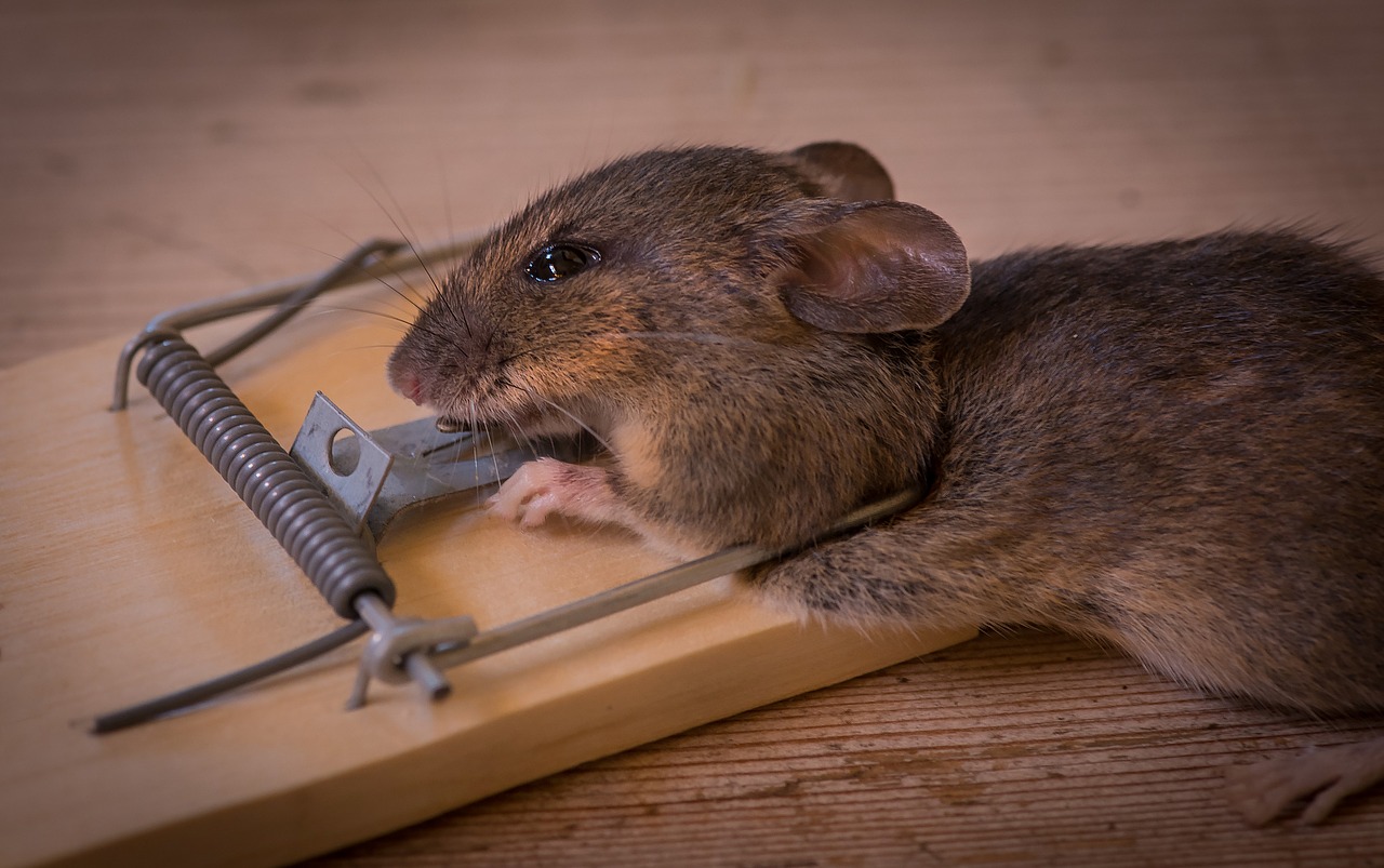 Image - the mouse trap death caught animals