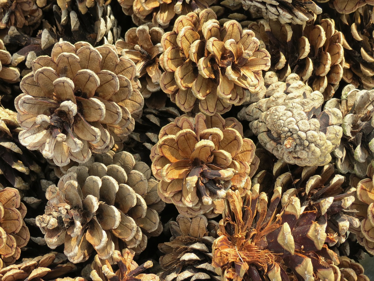 Image - pine cones pine conifer tap close