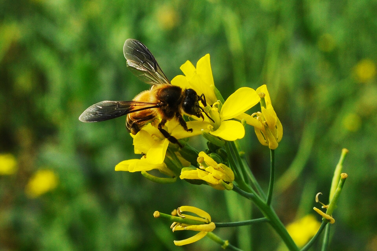 Image - bee insect wing honeybee flying