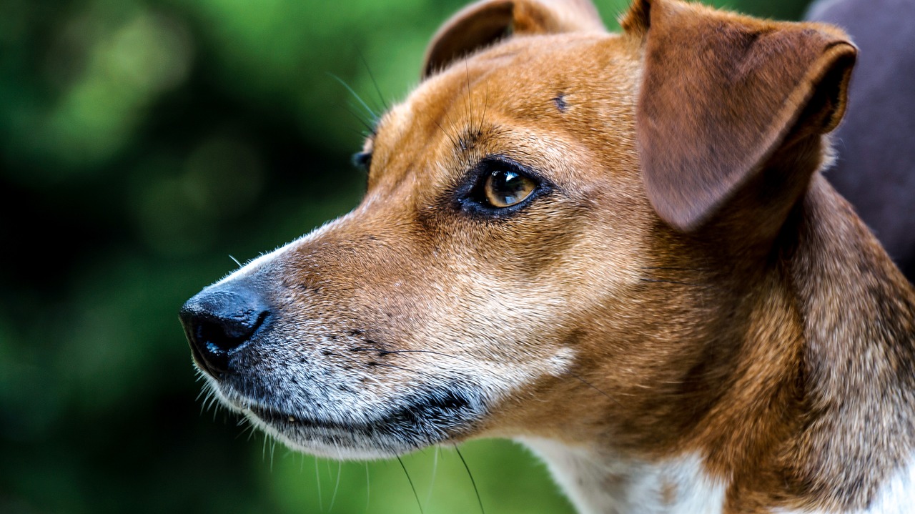 Image - dog close trees animal nature