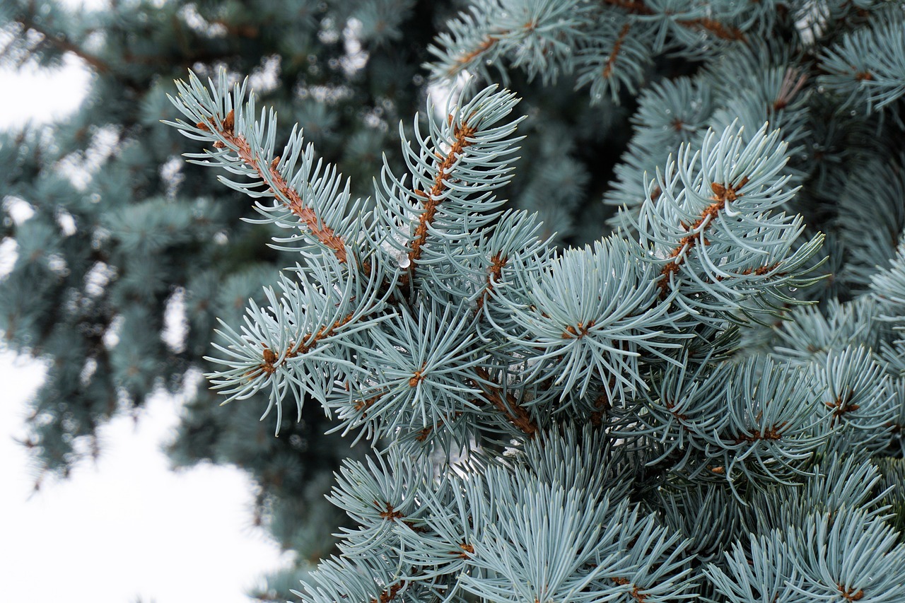 Image - tannenzweig branch needles green