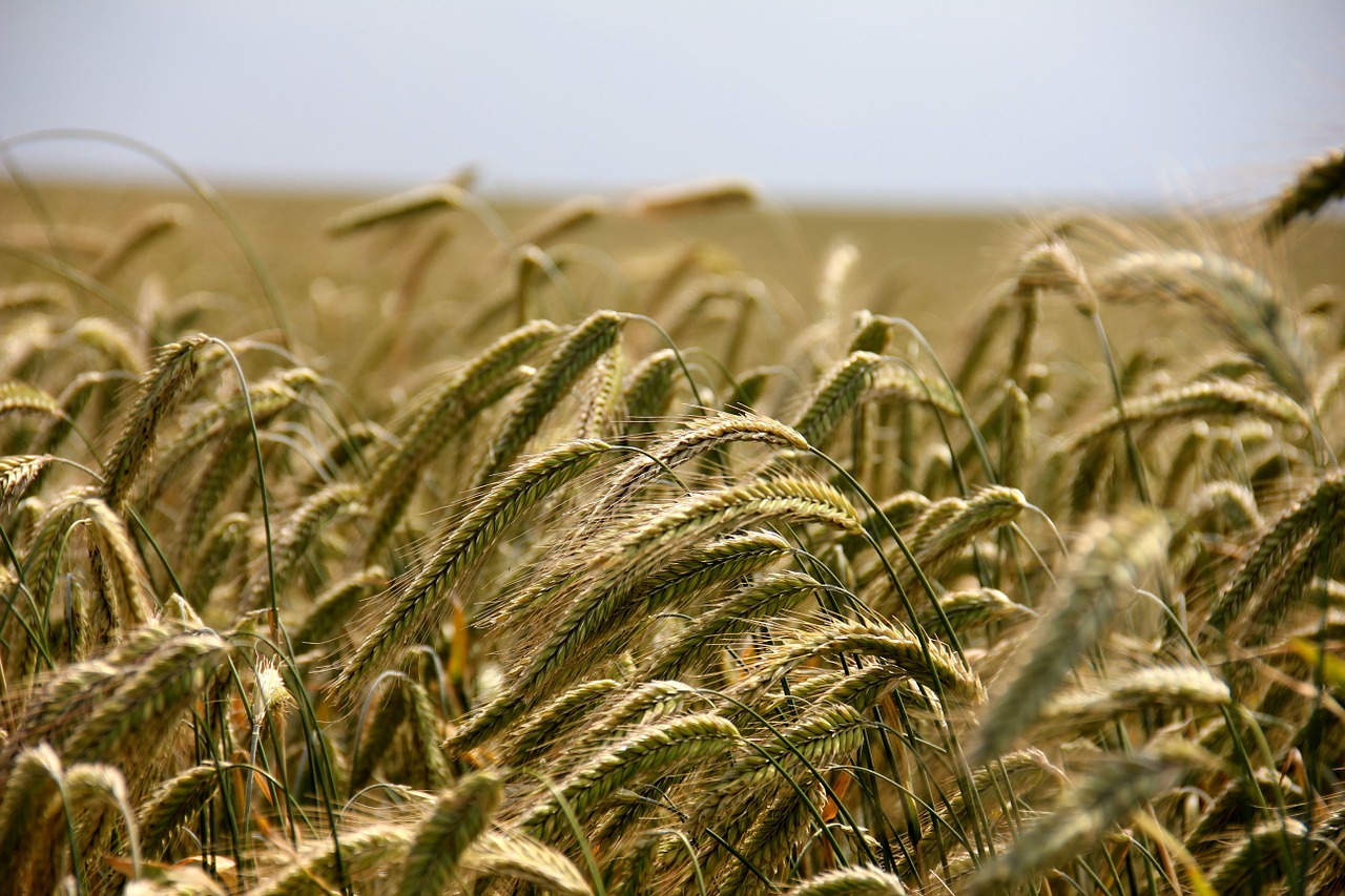 Image - field cereals rye agriculture