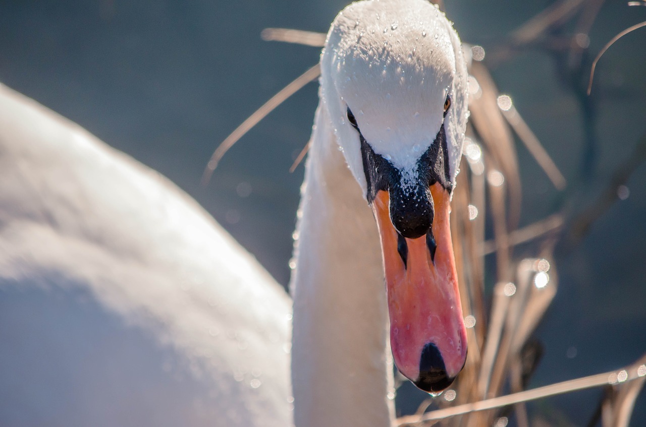 Image - goose bird water duck animal