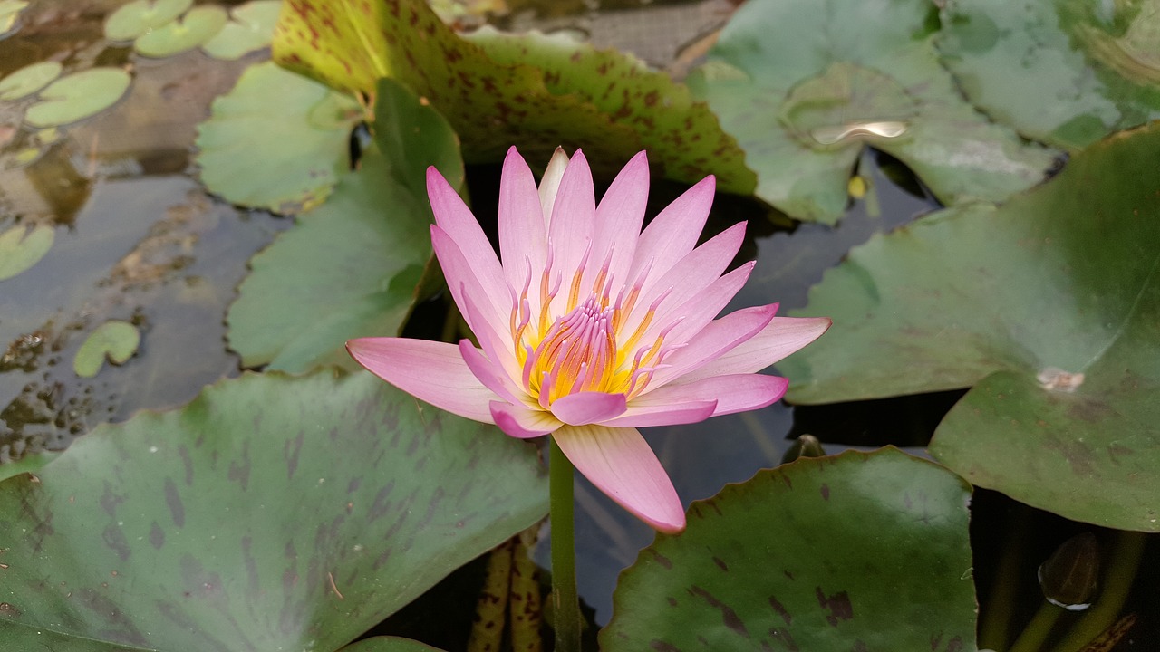 Image - lotus pink red color 蓮 flowers