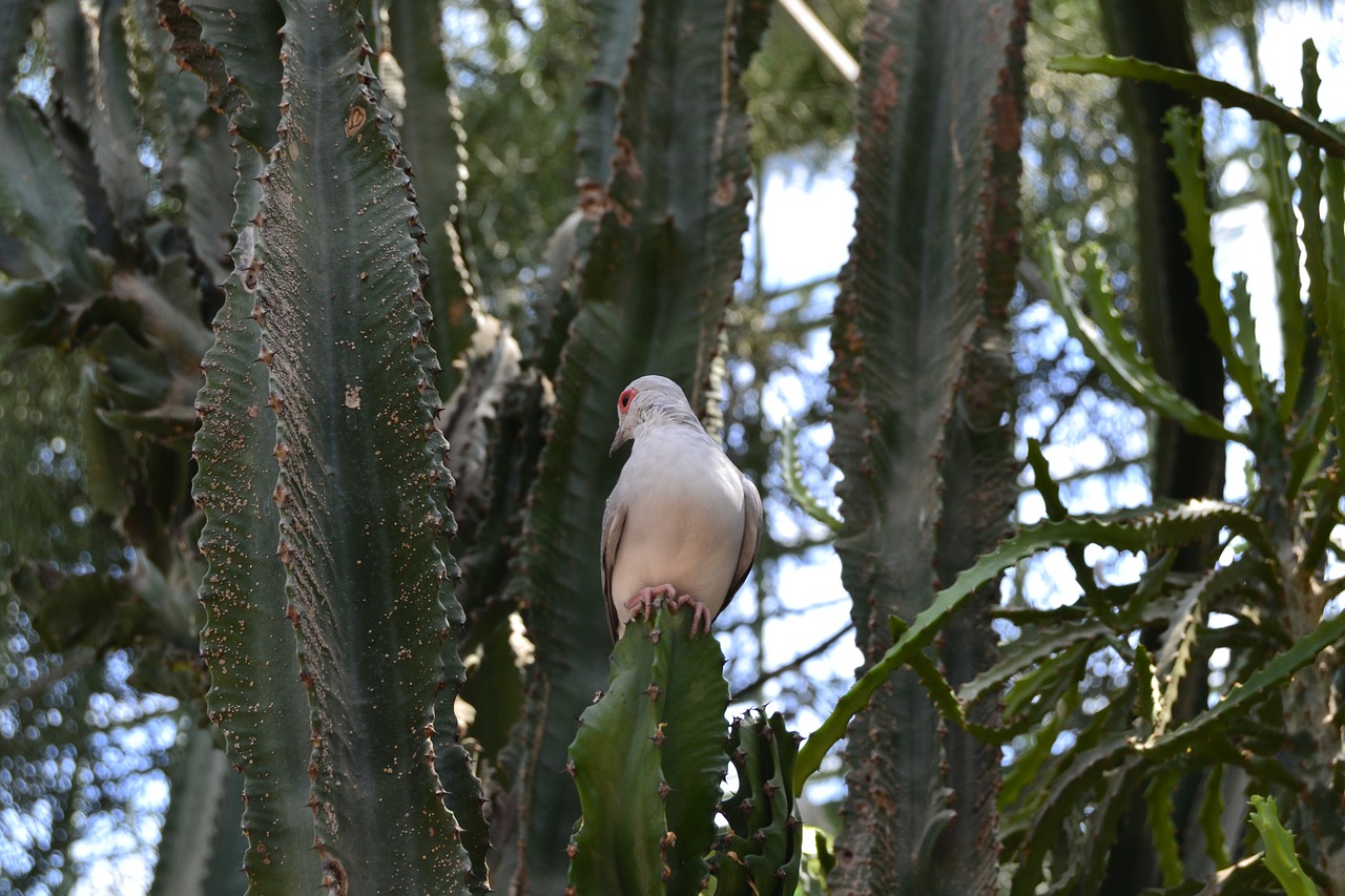 Image - bird cactus quiet