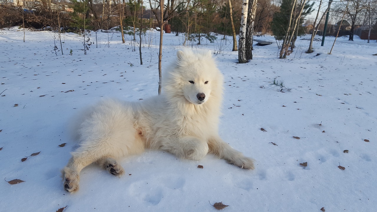 Image - samoyed winter dog