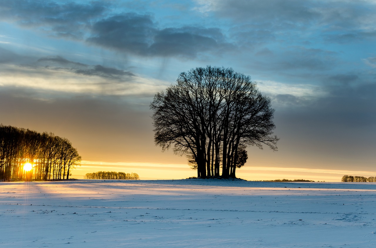 Image - winter east tree the sun