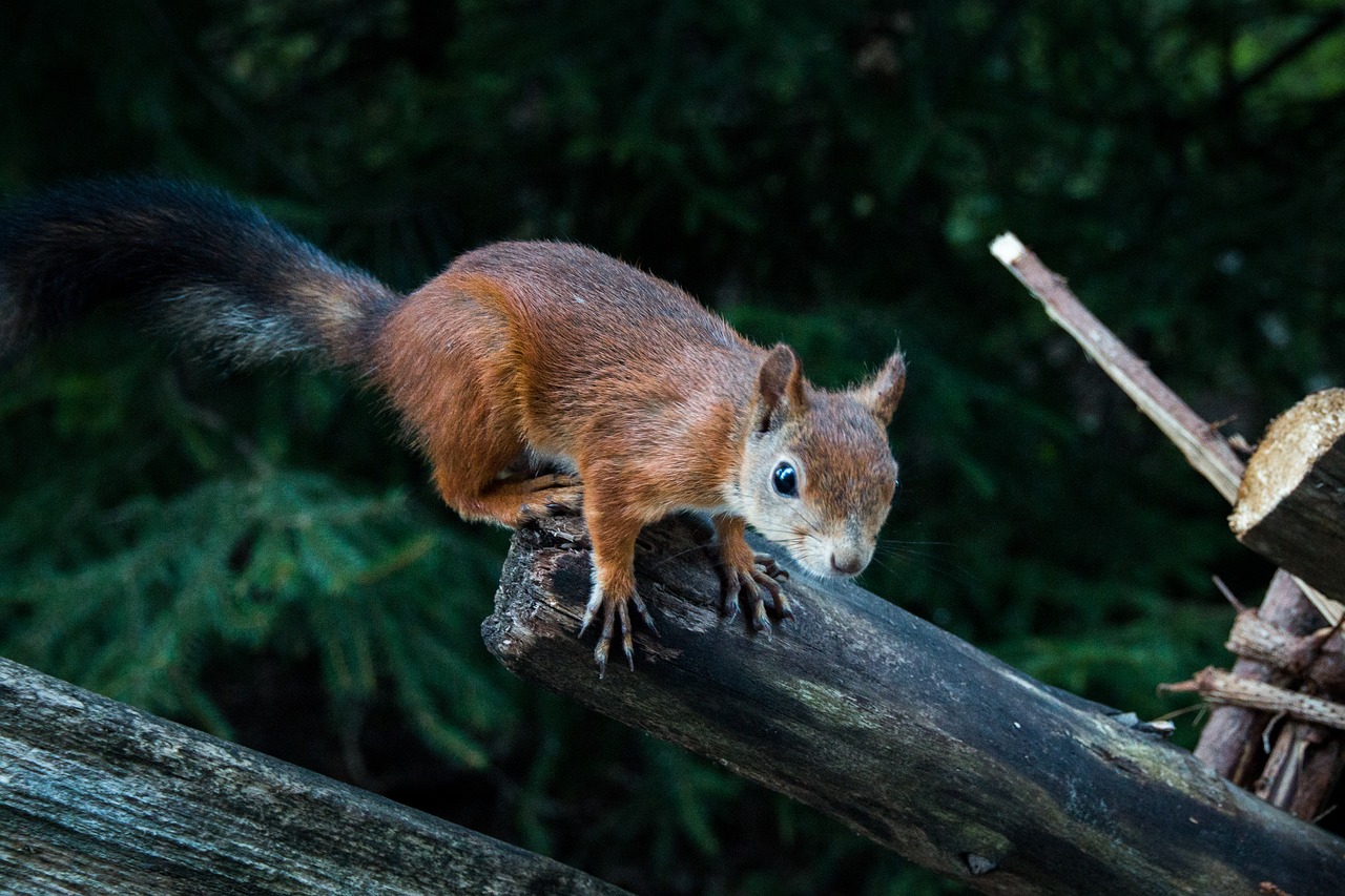 Image - squirrel animal nature finnish