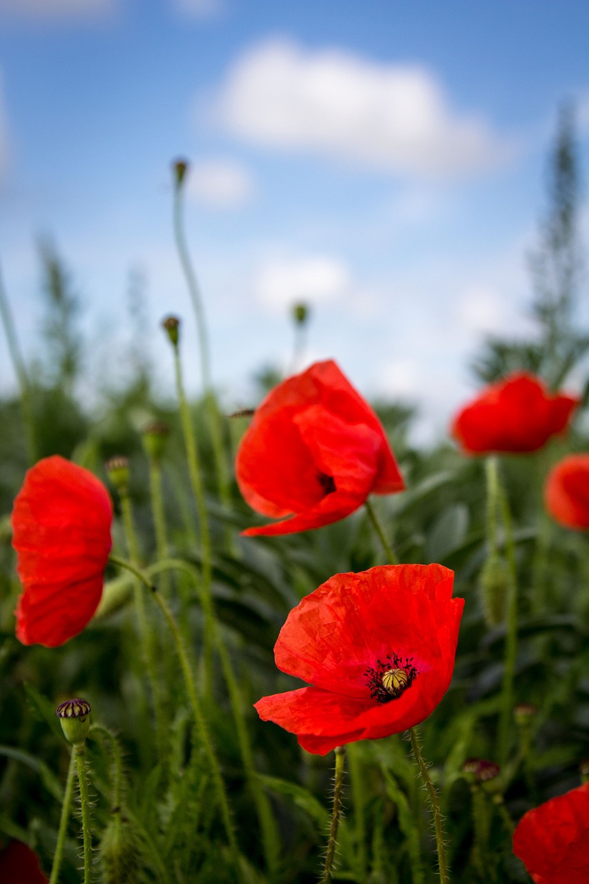 Image - poppy flower red spring nature