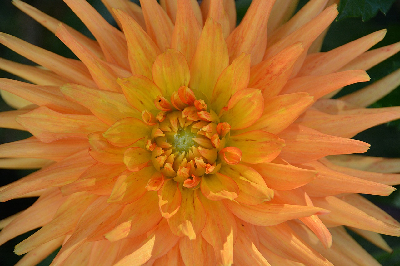 Image - flower chrysanthemum flora botany