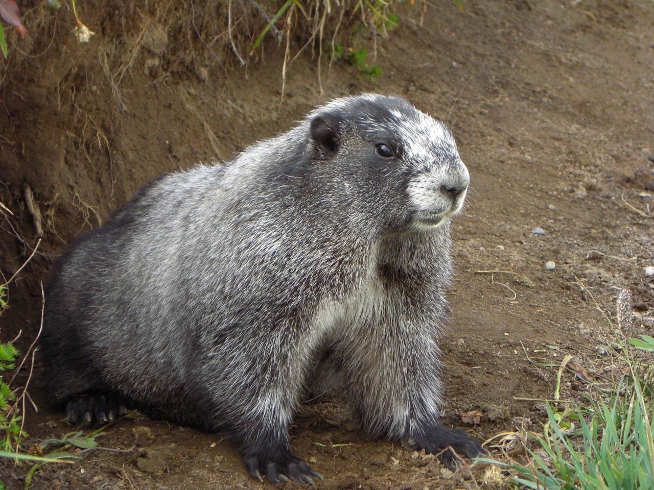 Image - marmot mammal animal mountain