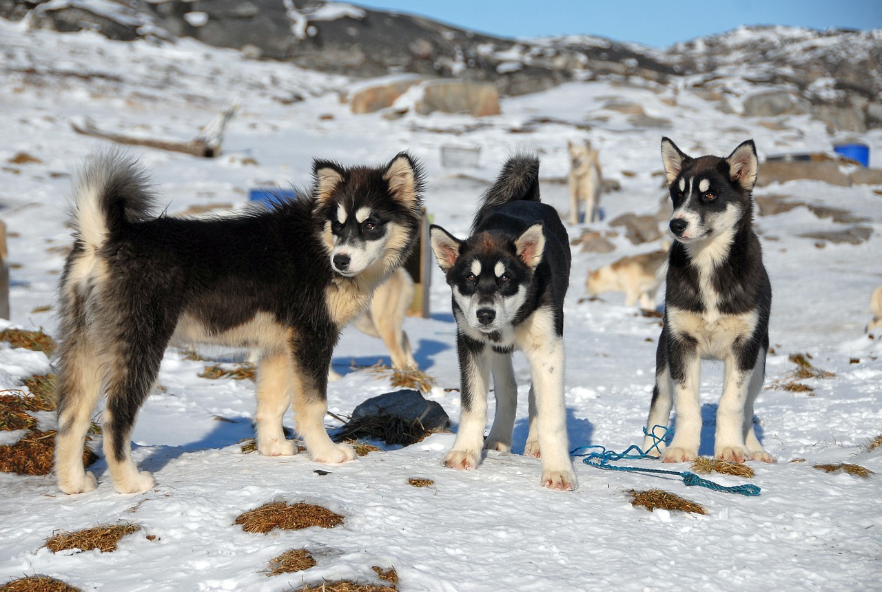 Image - greenland greenland dog dogs