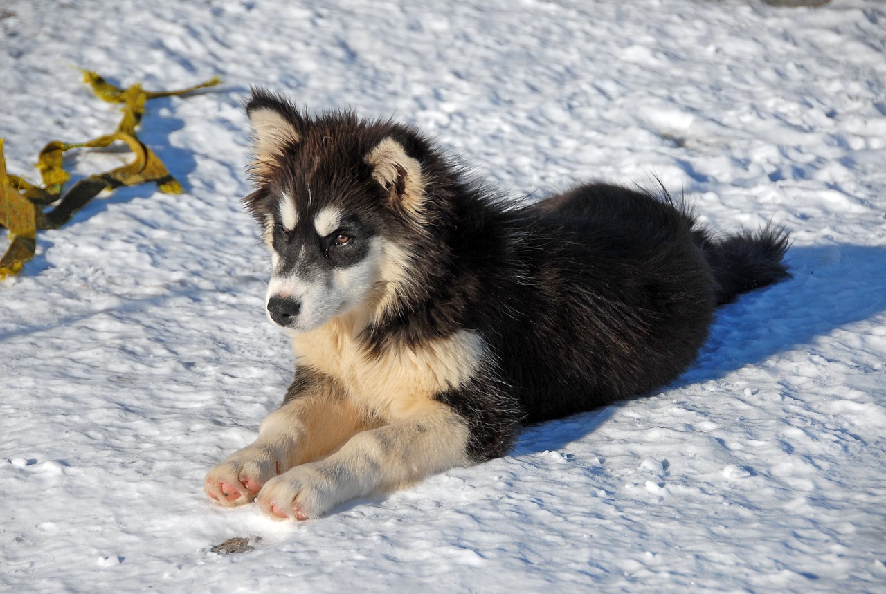 Image - greenland greenland dog dog