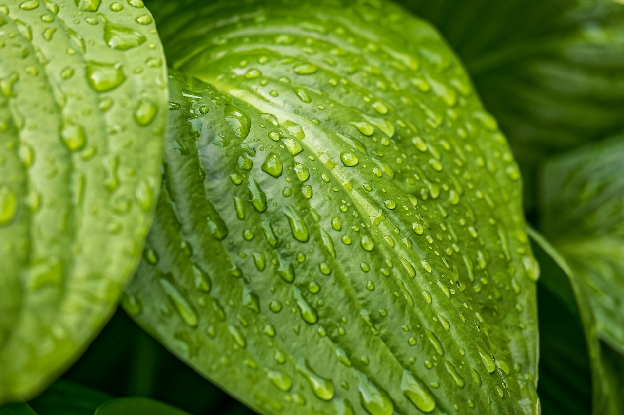 Image - leaf leaves raindrop plantain lily