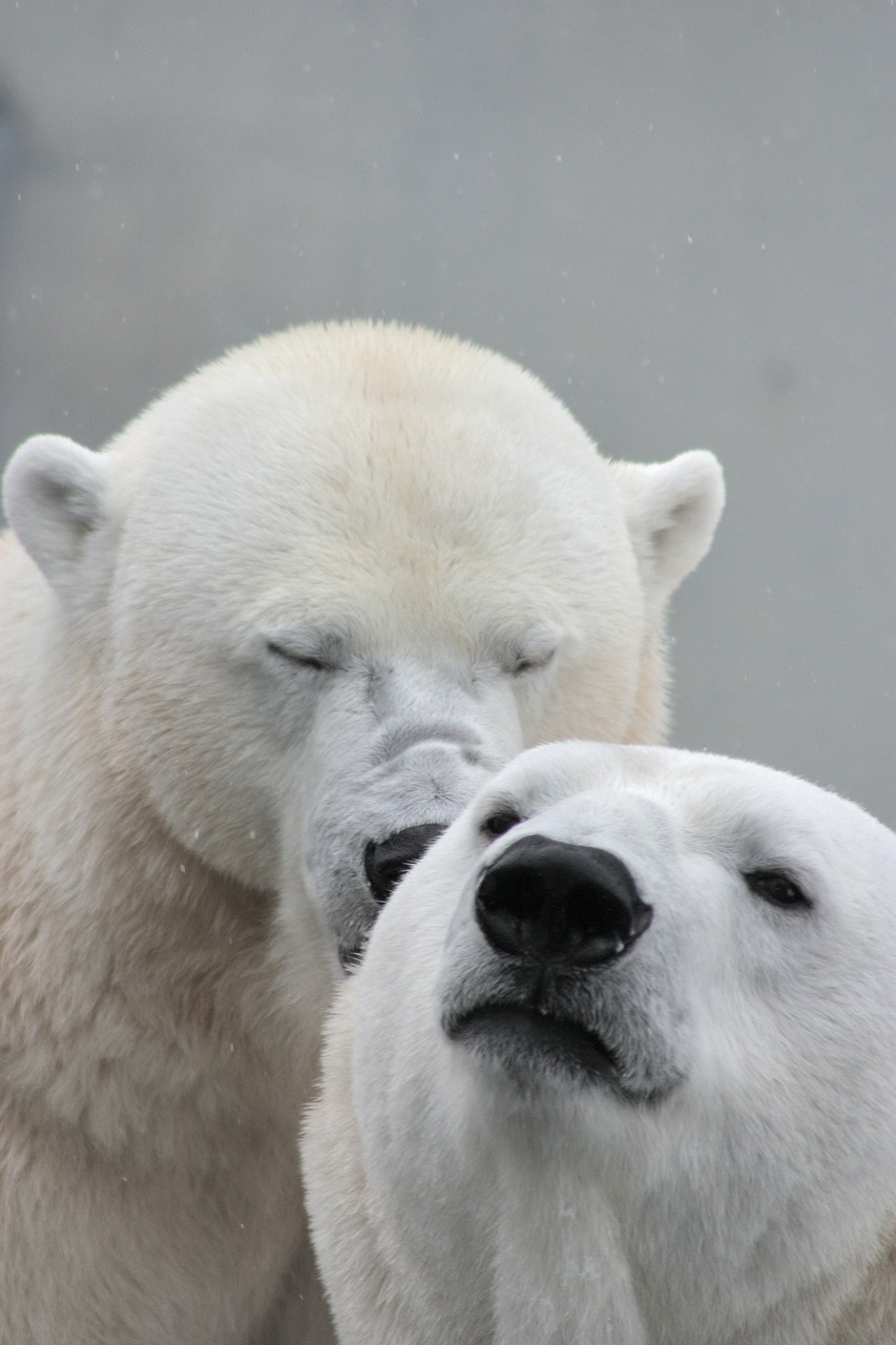 Image - polar bear bear teddy sleep lazy