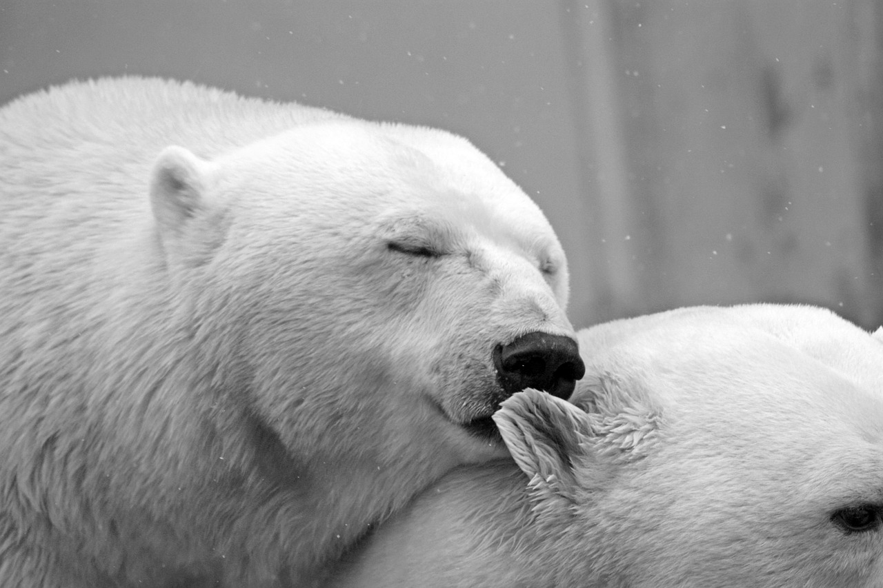 Image - polar bear bear teddy sleep lazy