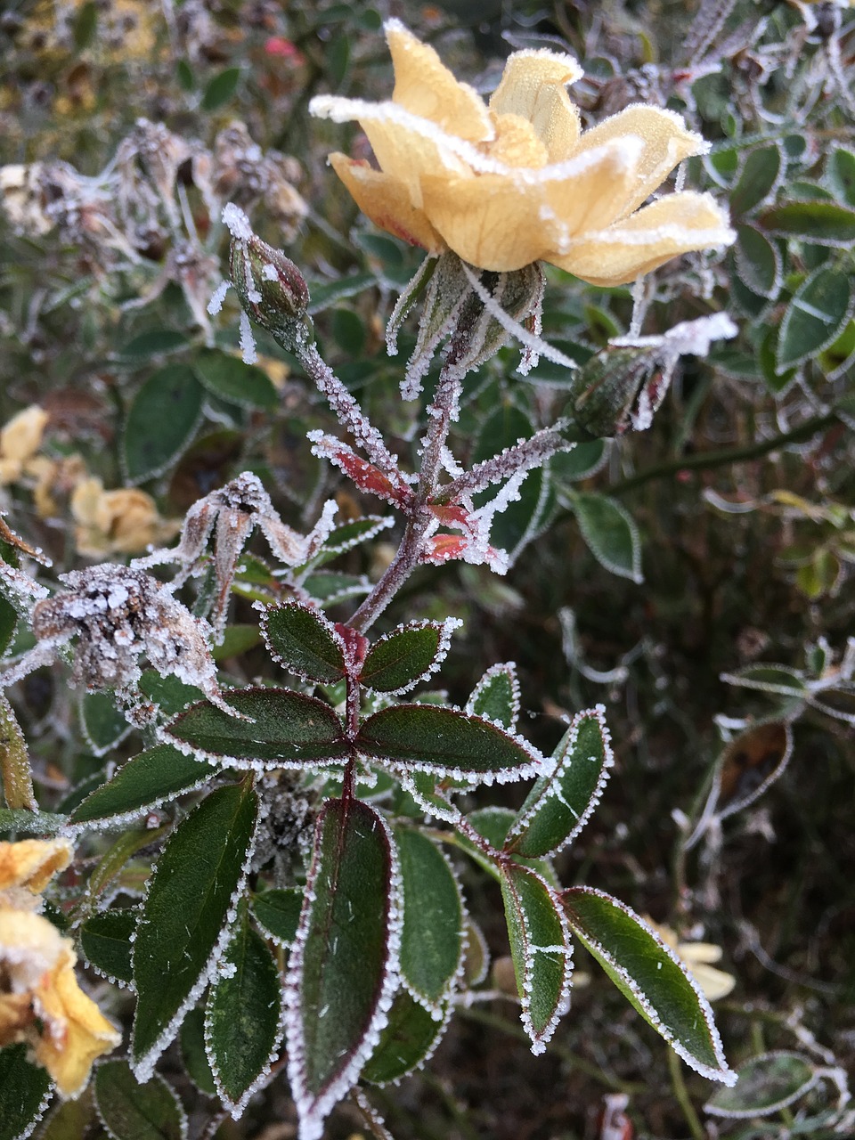 Image - shrub rose frost november