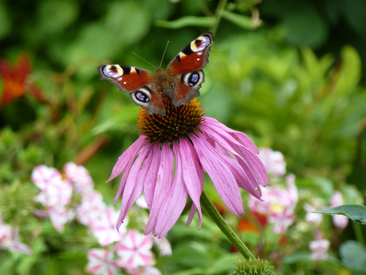 Image - echinacea purpurea summer shrub