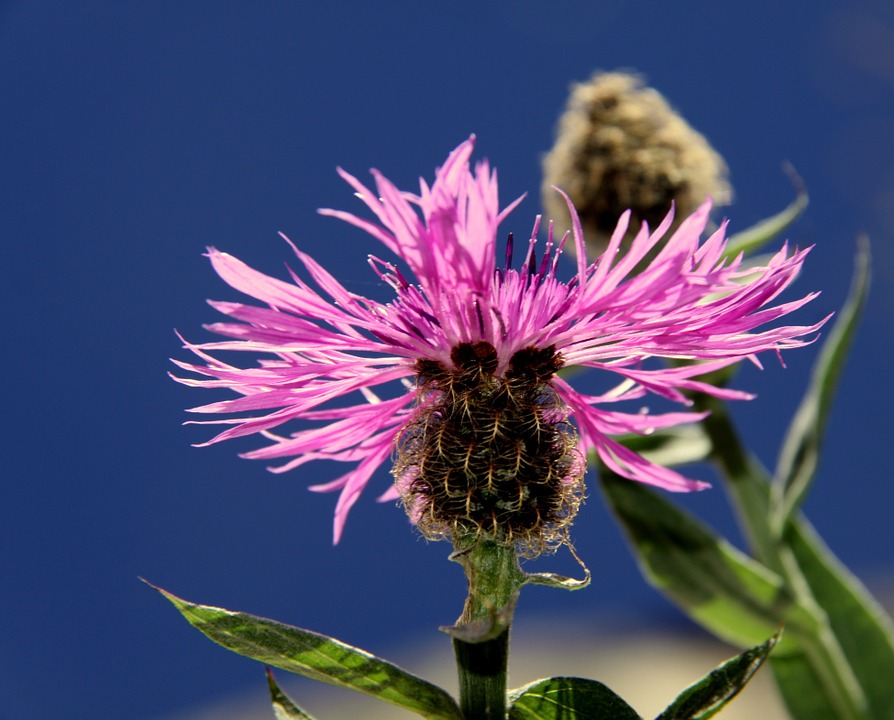 Image - flower pink pink flower nature