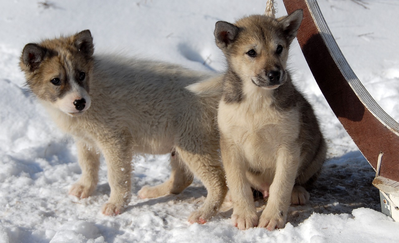 Image - greenland dog dog puppy greenland