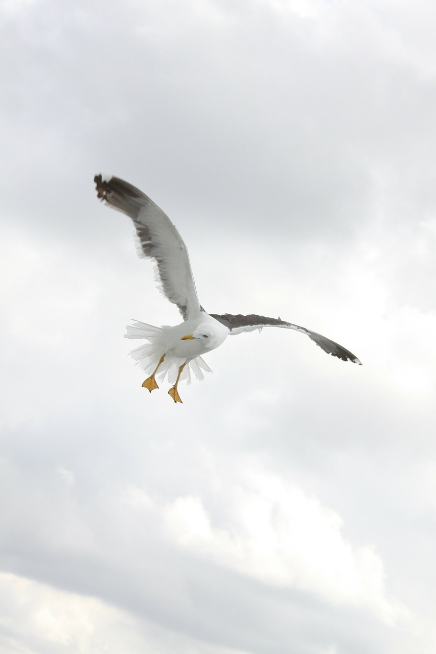 Image - birds wings seagulls bird fly