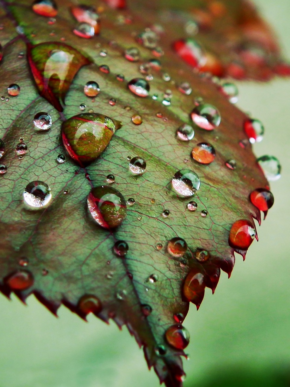 Image - drops leaves nature fall rain