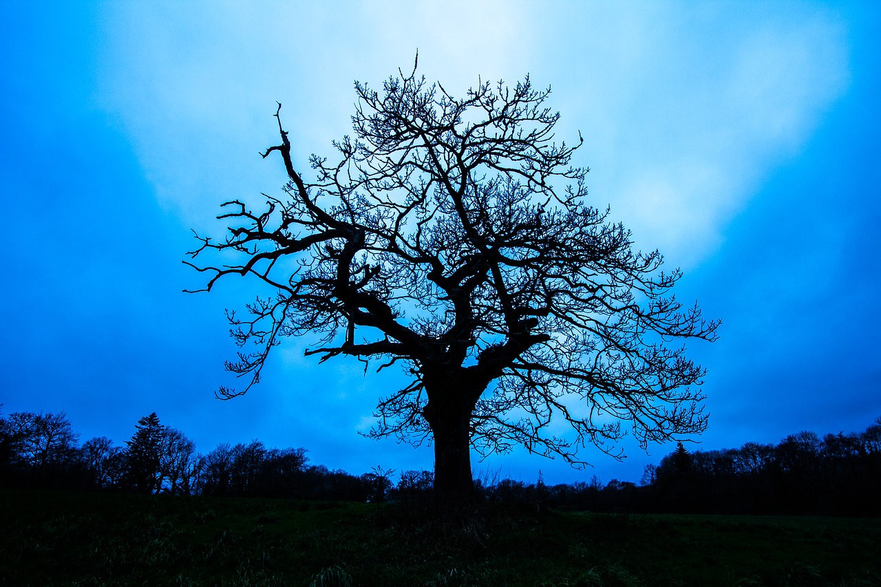 Image - tree silhouette in the evening