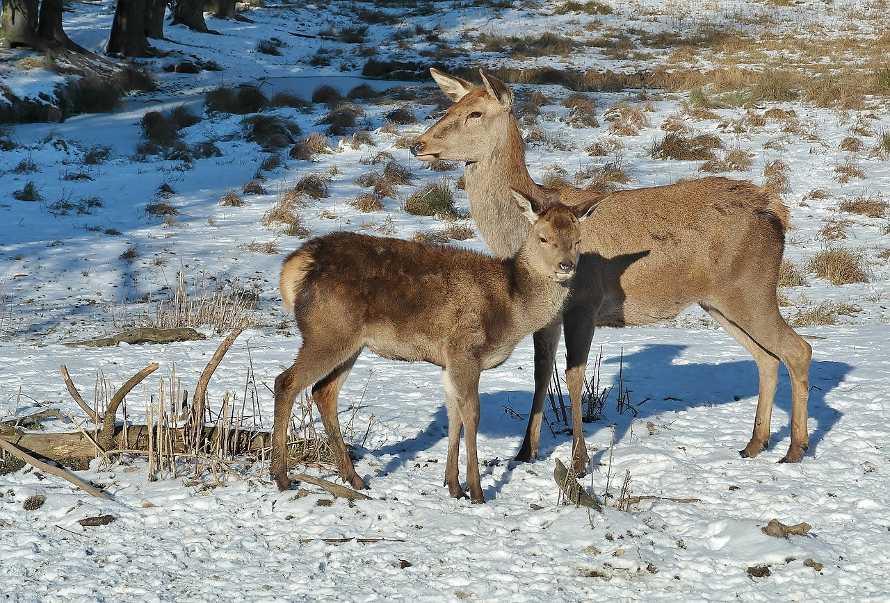 Image - deer forest fallow deer nature